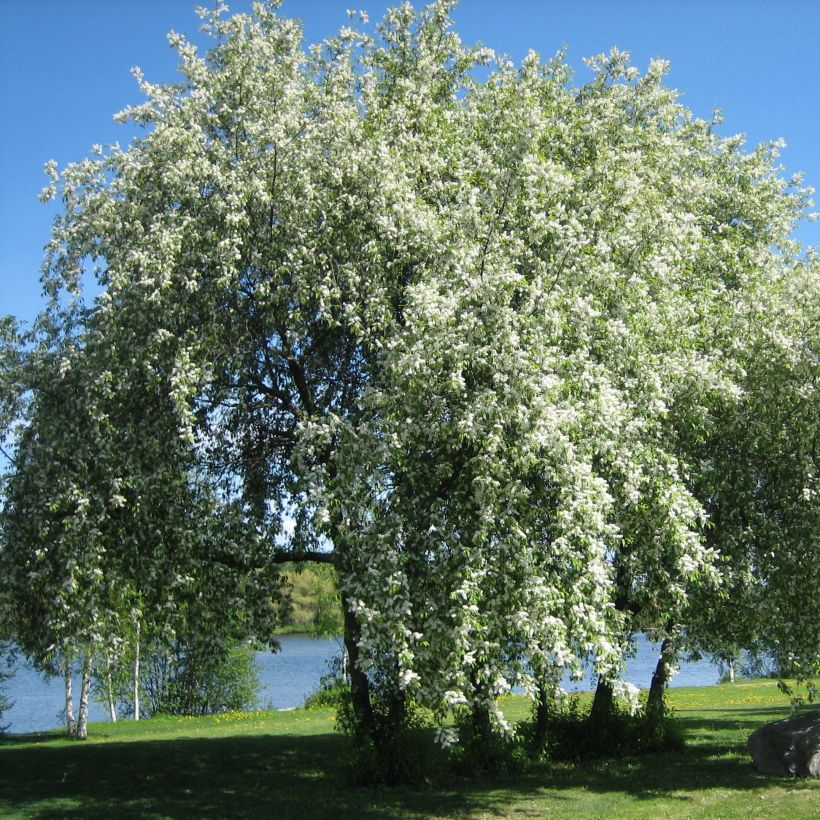 Prunus padus  (Plant habit)