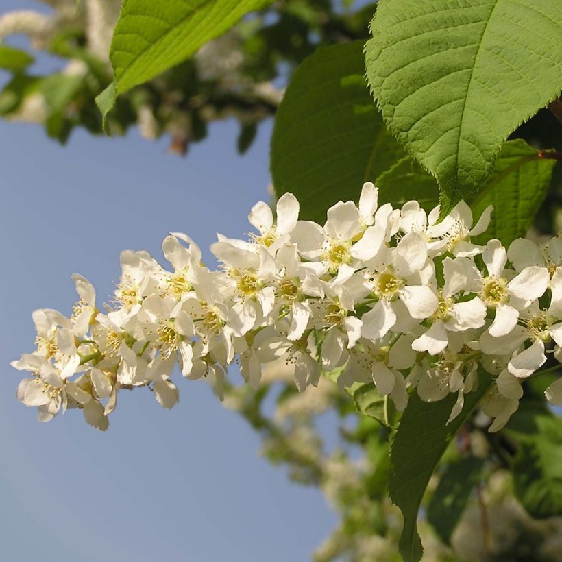 Prunus padus  (Flowering)