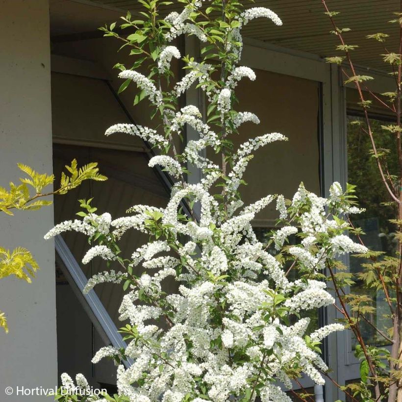 Prunus padus Le Thoureil (Flowering)