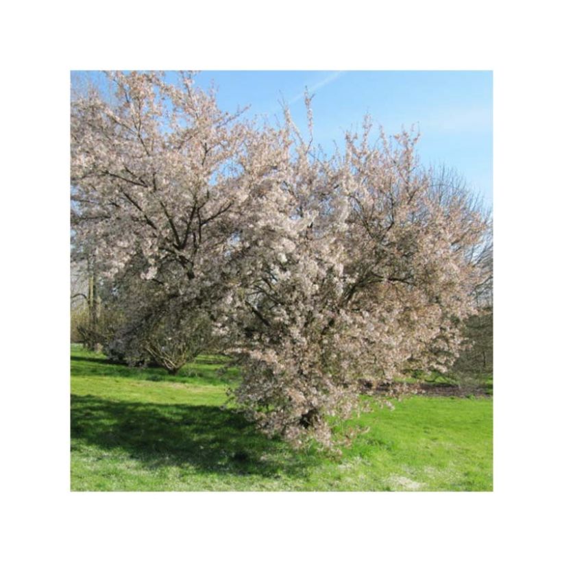Prunus Pandora - Cherry (Plant habit)