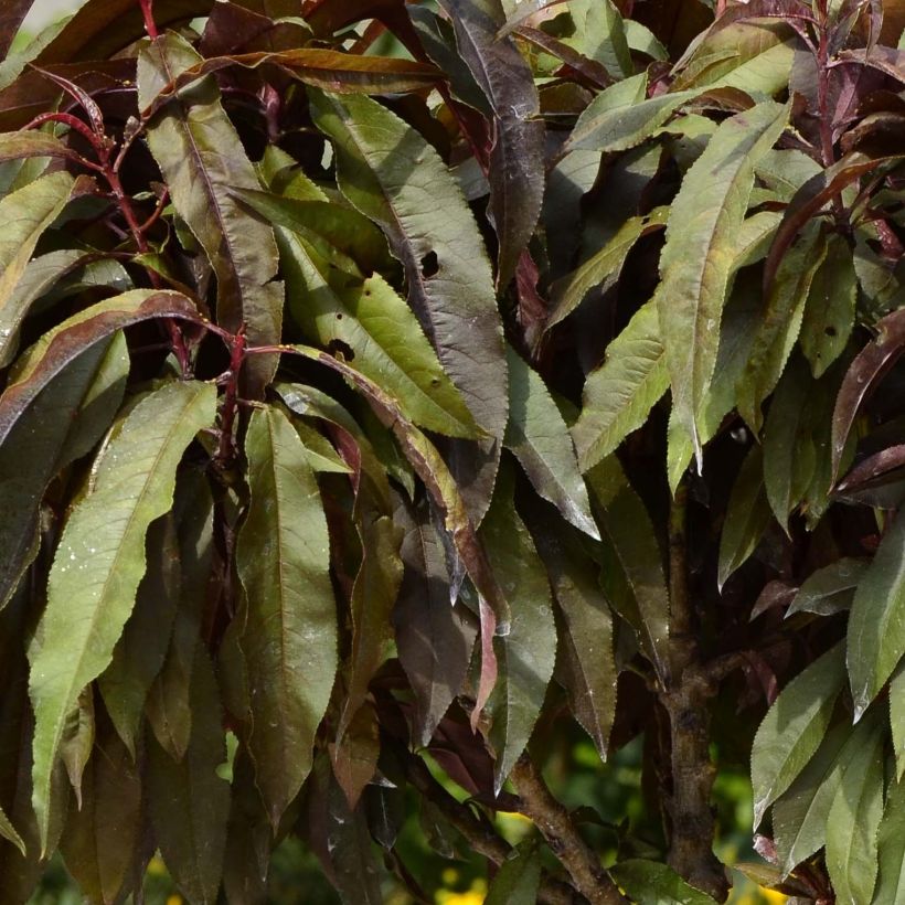 Prunus persica Dwarf Crimson Bonfire (Foliage)