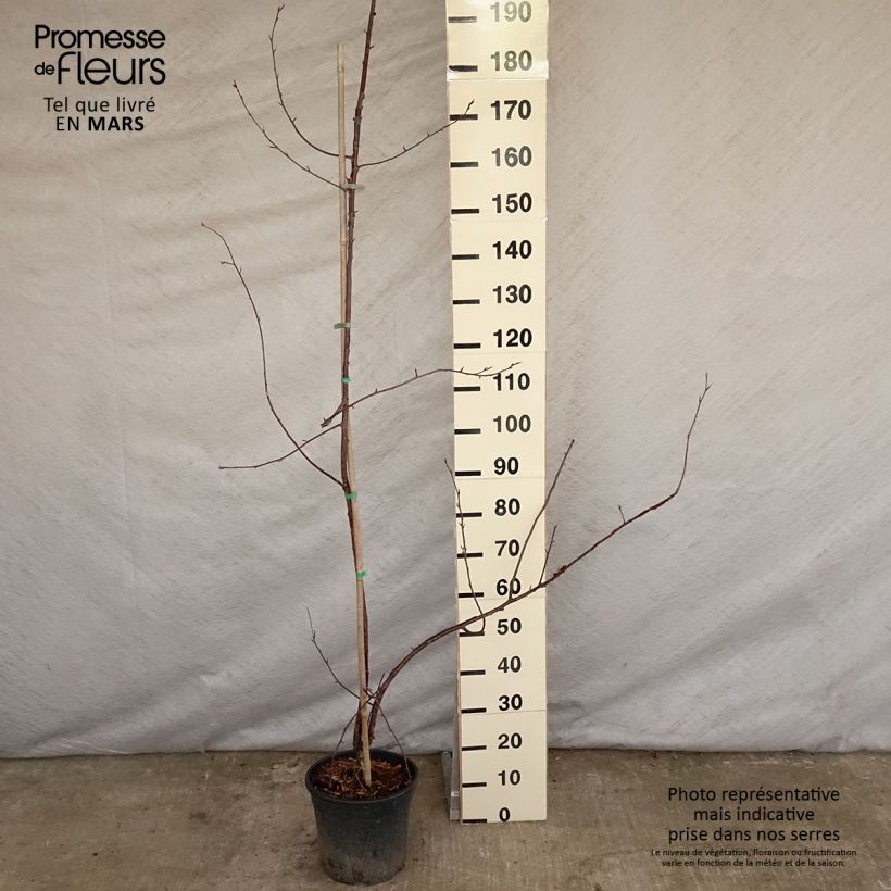 Prunus serrula Amber Scots - Tibetan Cherry sample as delivered in spring
