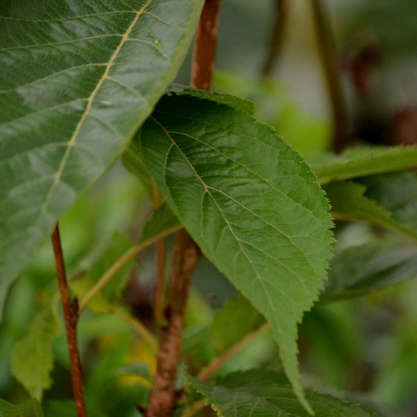 Prunus serrulata Amanogawa - Japanese Cherry (Foliage)