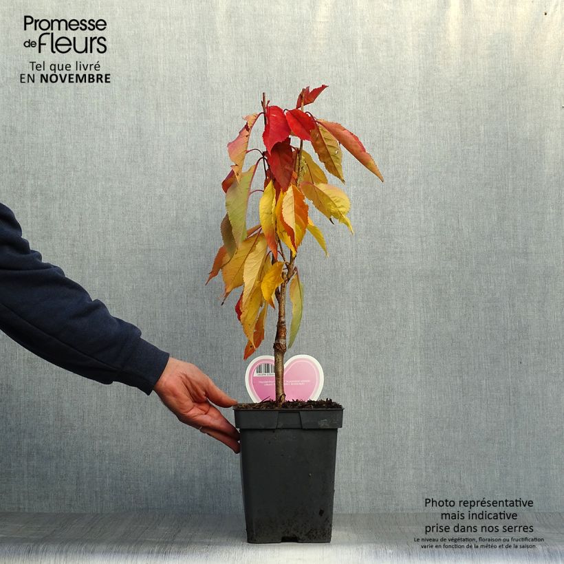 Prunus serrulata Amanogawa - Japanese Cherry 4L/5L pot sample as delivered in autumn