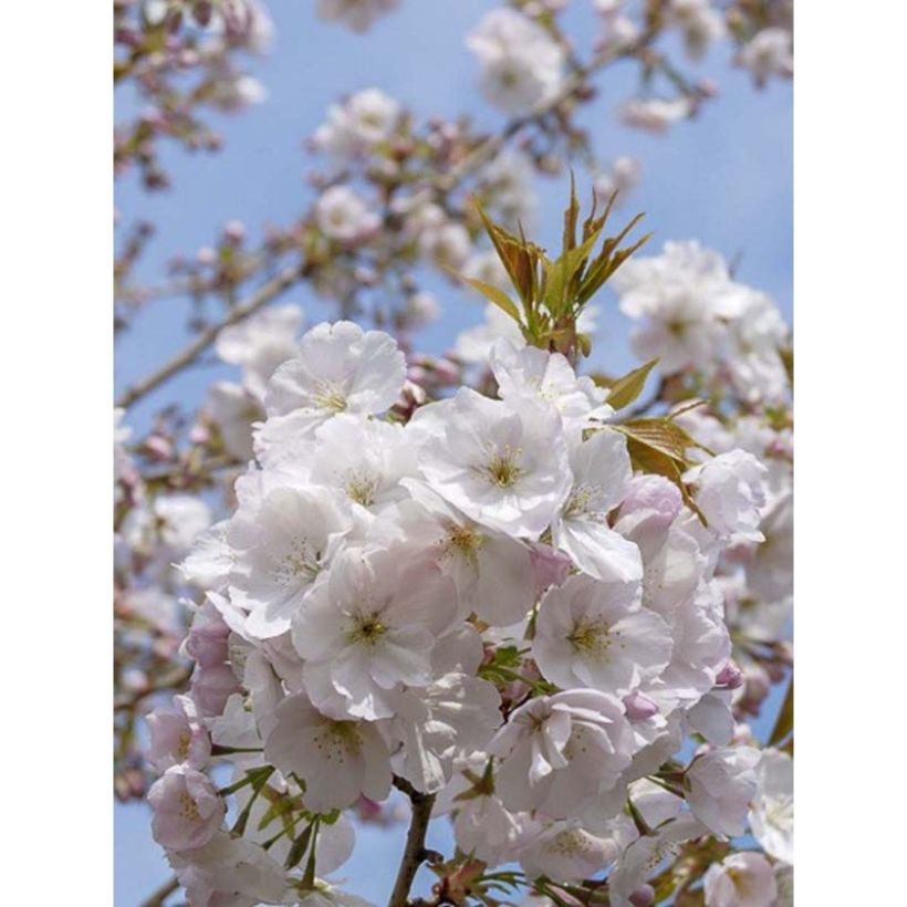 Prunus serrulata Sunset Boulevard - Japanese Cherry (Flowering)