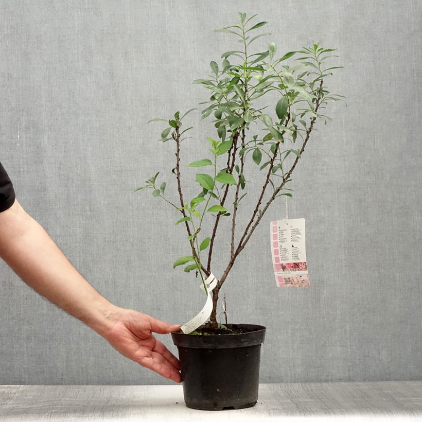 Prunus tenella Fire Hill 3L/4L pot sample as delivered in summer