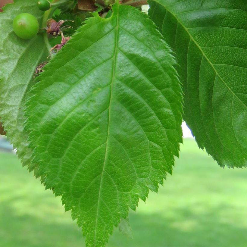 Prunus Umineko - Cherry (Foliage)