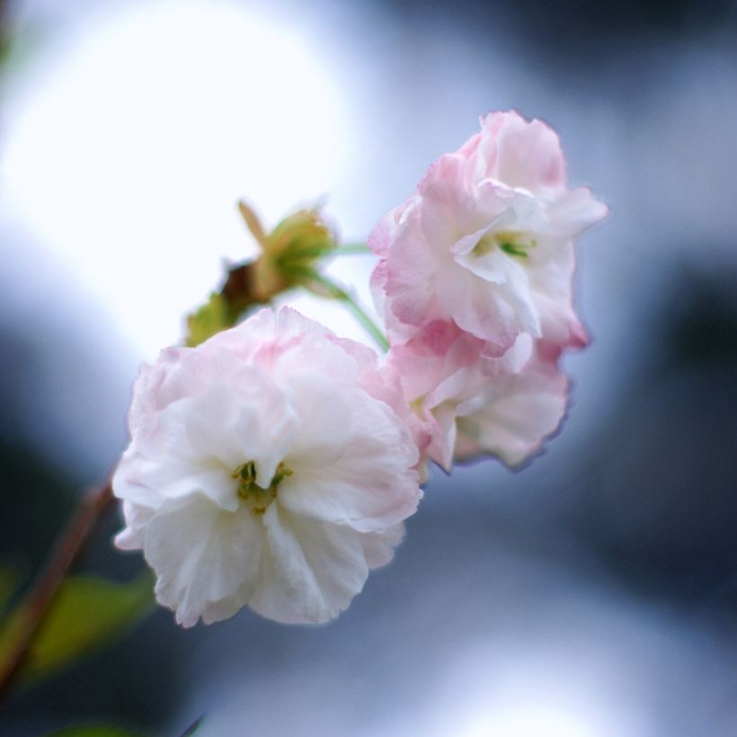 Prunus serrulata Shirofugen - Japanese Cherry (Flowering)