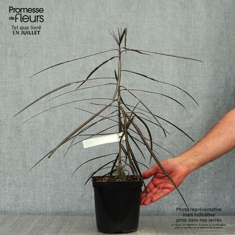 Pseudopanax crassifolium 2L/3L pot sample as delivered in summer