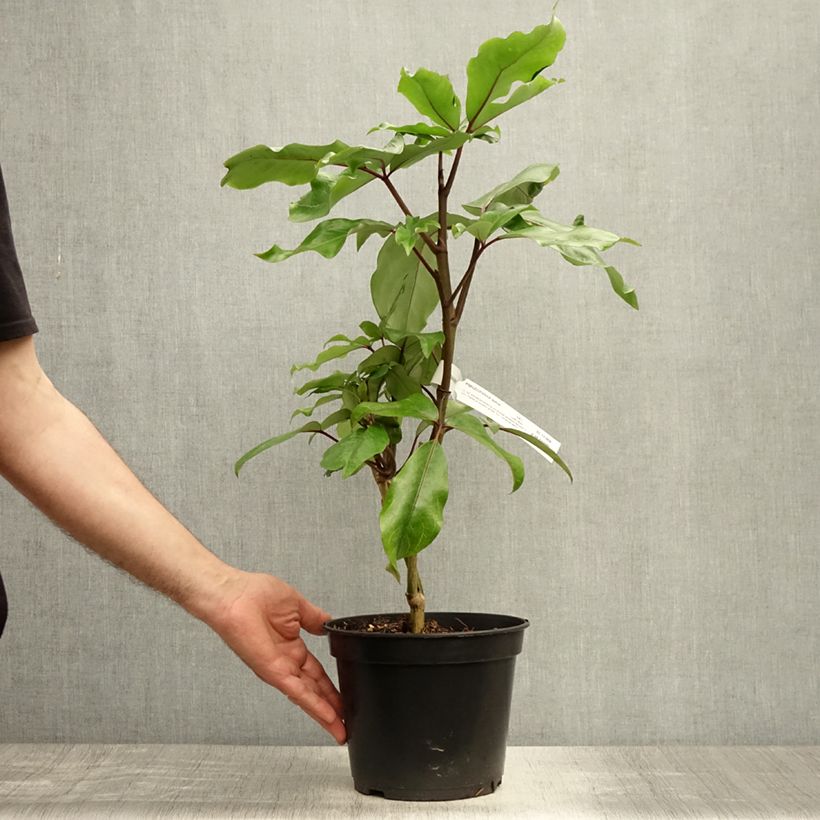 Pseudopanax laetus 3L/4L pot sample as delivered in summer