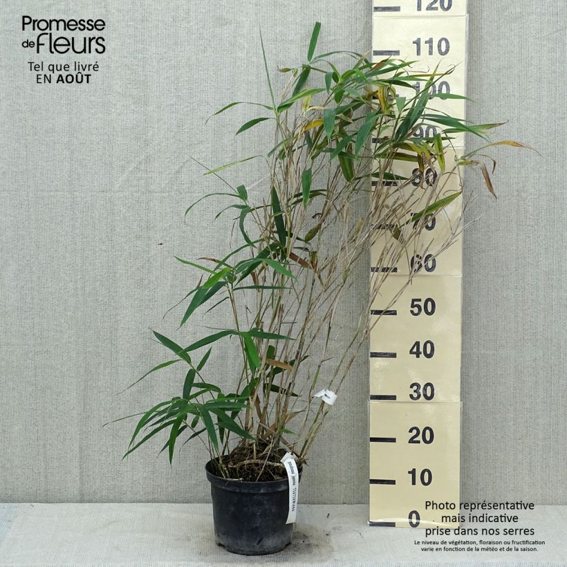 Pseudosasa japonica Tsutsumiana - Arrow Bamboo 4L/5L pot sample as delivered in summer