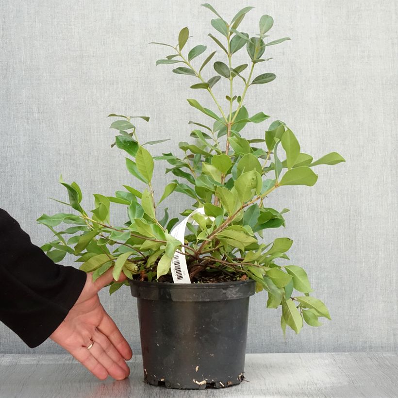 Psidium cattleianum (cattleyanum) Sabine  2L/3L pot sample as delivered in autumn