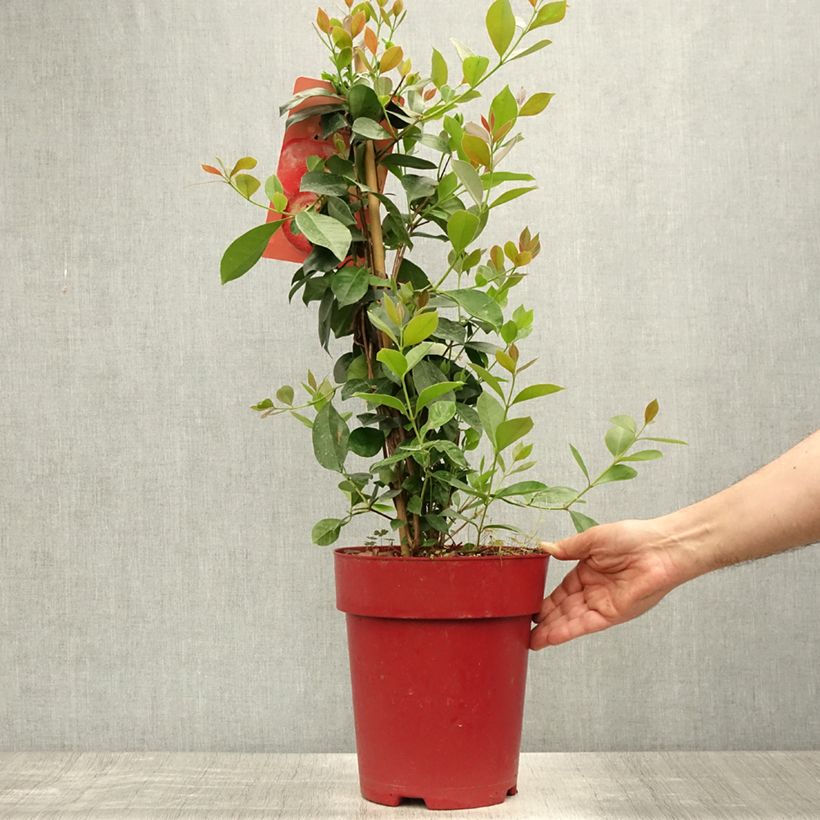 Psidium cattleianum (cattleyanum) Sabine  6L/7L pot sample as delivered in summer