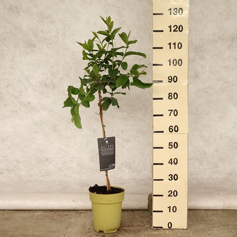 Psidium guajava Limon 6L/7L pot sample as delivered in summer