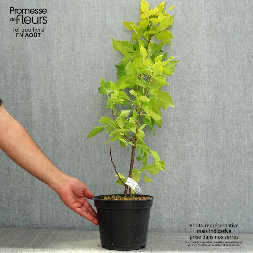 Ptelea trifoliata Aurea - Hoptree 3L/4L pot sample as delivered in summer