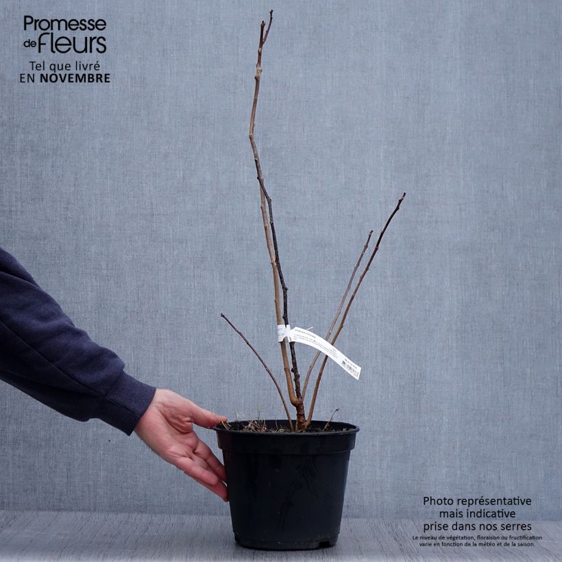 Ptelea trifoliata - Hoptree 3L/4L pot sample as delivered in autumn