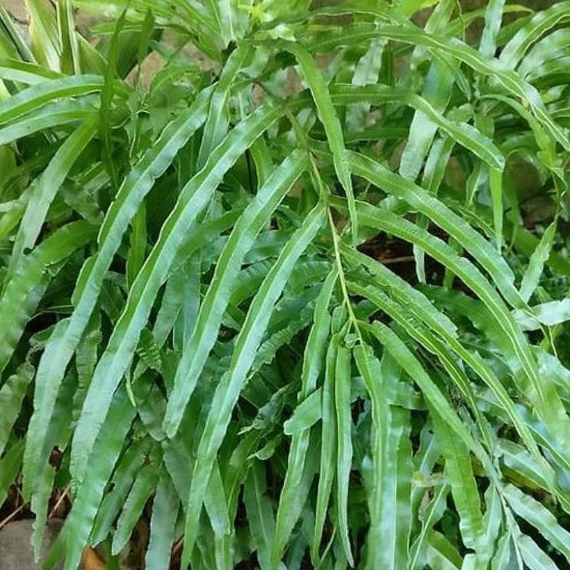 Pteris umbrosa - Jungle Brake (Foliage)