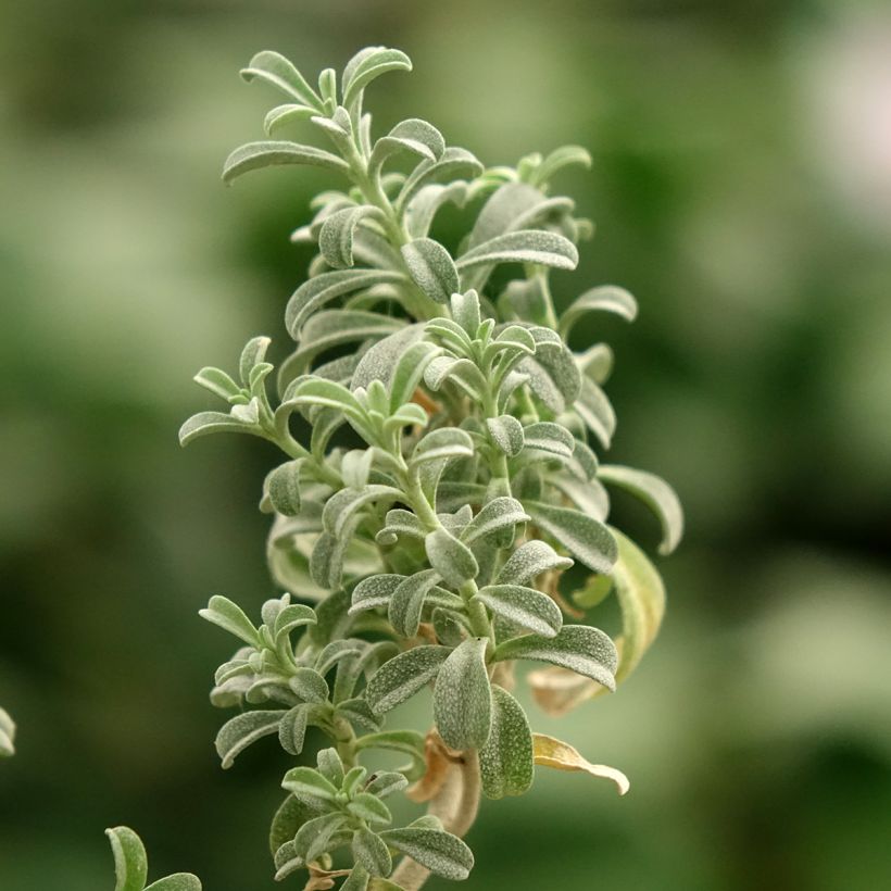 Ptilotrichum spinosum Rubrum (Foliage)