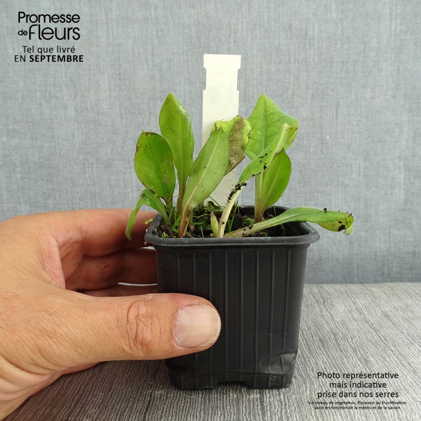 Pulmonaria Blue Ensign - Lungwort 8/9 cm pot sample as delivered in summer