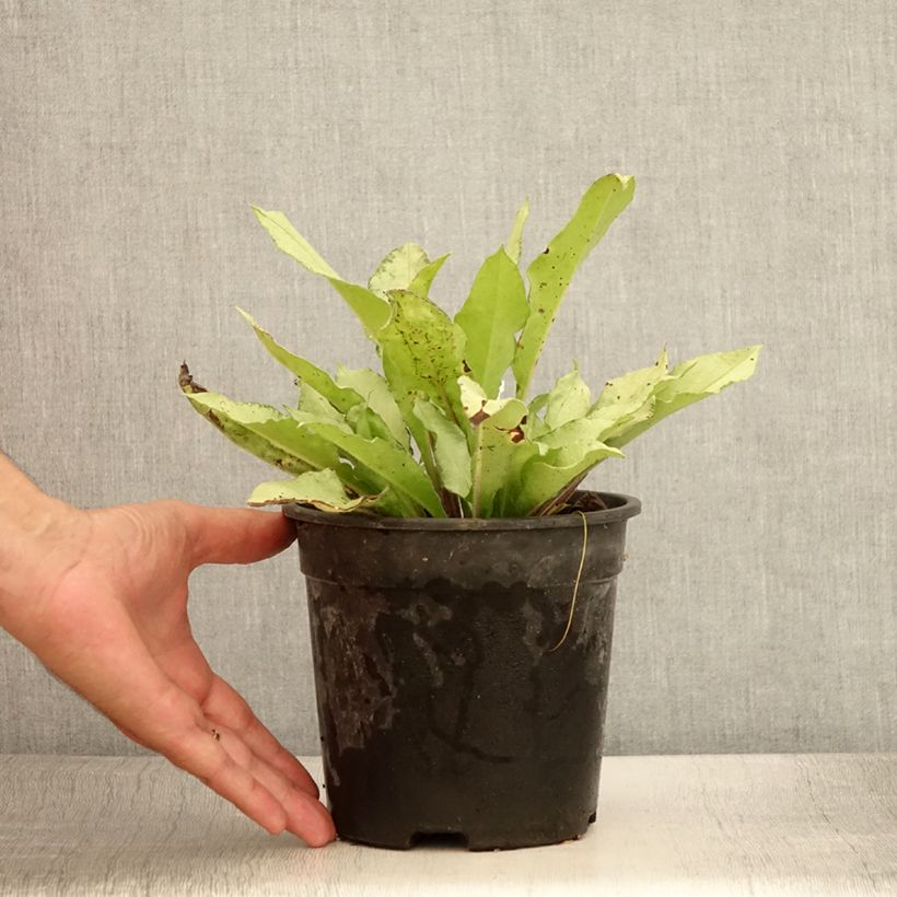 Pulmonaria Diane Clare - Lungwort 2L/3L pot sample as delivered in summer