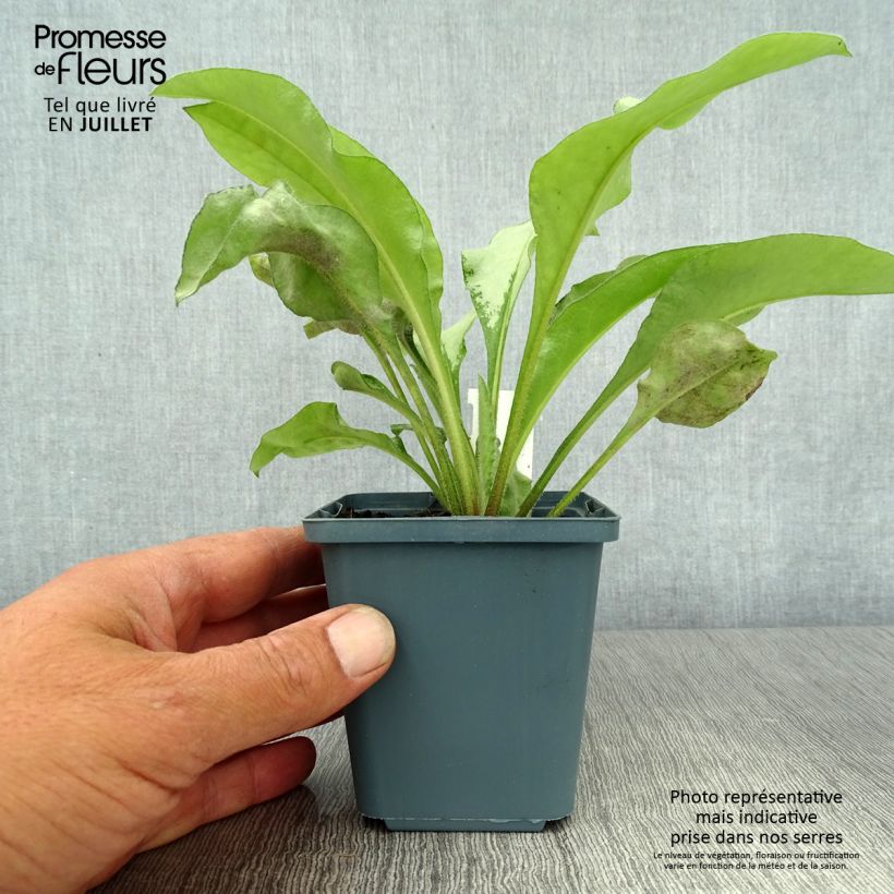 Pulmonaria Majesty - Lungwort 8/9 cm pot sample as delivered in summer