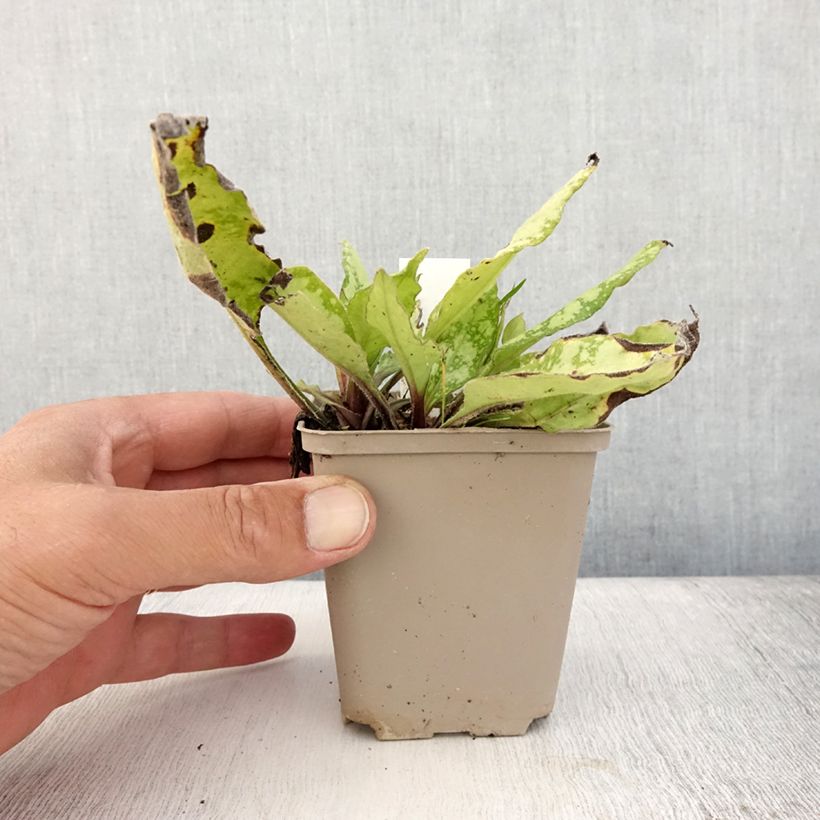 Pulmonaria Twinkle Toes - Lungwort 8/9 cm pot sample as delivered in summer
