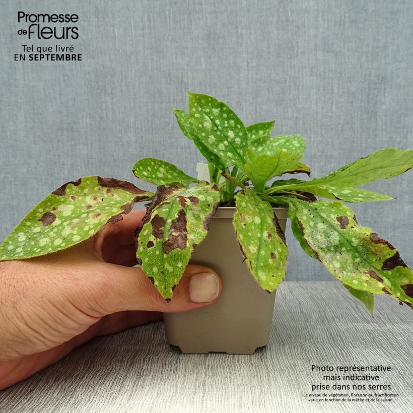Pulmonaria Ice Ballet - Lungwort 8/9 cm pot sample as delivered in summer
