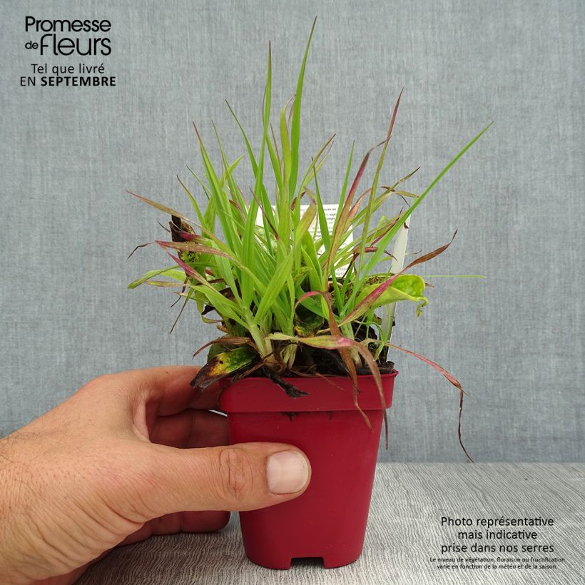 Pulmonaria longifolia subsp. cevennensis - Lungwort 8/9 cm pot sample as delivered in summer