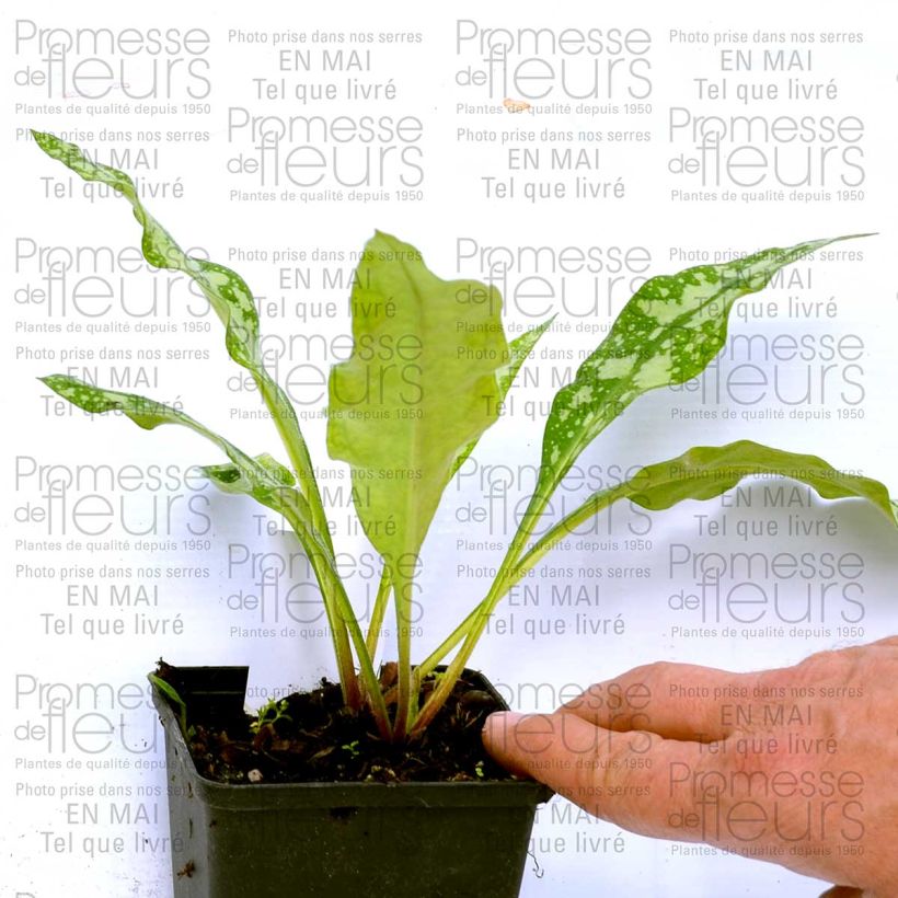 Example of Pulmonaria Margery Fish - Lungwort 8/9 cm pot specimen as delivered