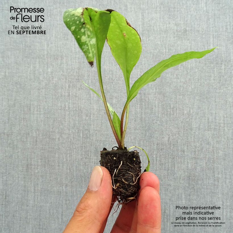 Pulmonaria saccharata Silver Bouquet - Lungwort Plug plant 3/4cm sample as delivered in autumn