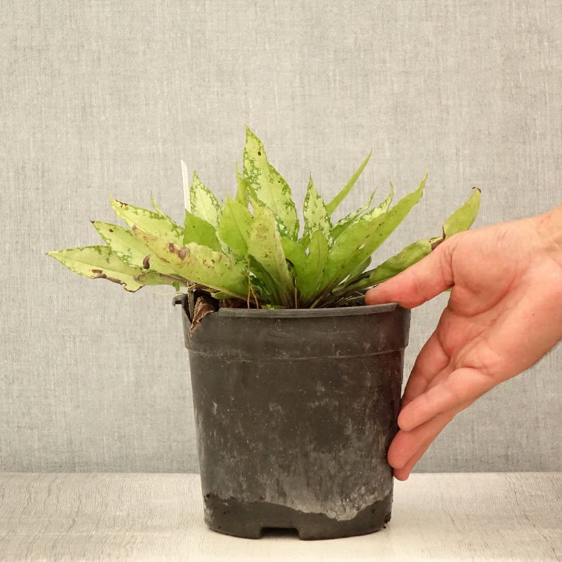 Pulmonaria saccharata Silver Bouquet - Lungwort 2L/3L pot sample as delivered in summer