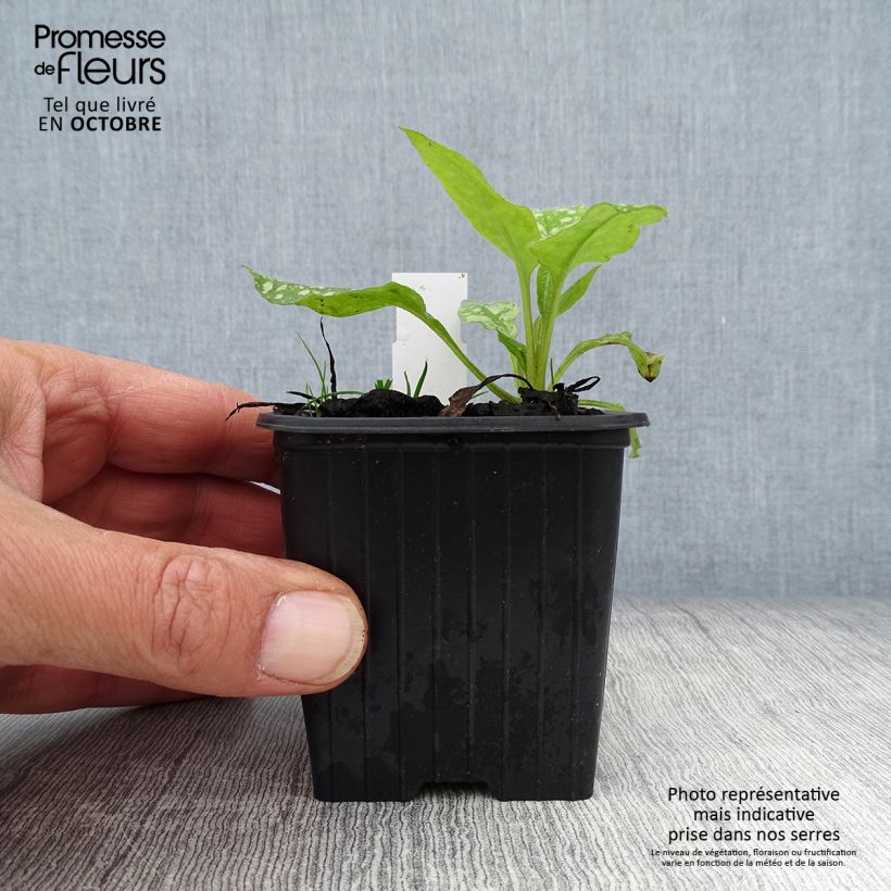Pulmonaria saccharata Mrs Moon - Lungwort 8/9 cm pot sample as delivered in autumn