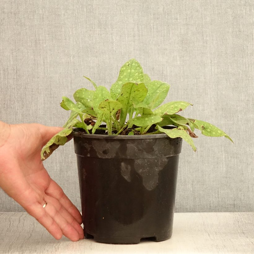 Pulmonaria saccharata Mrs Moon - Lungwort 2L/3L pot sample as delivered in summer