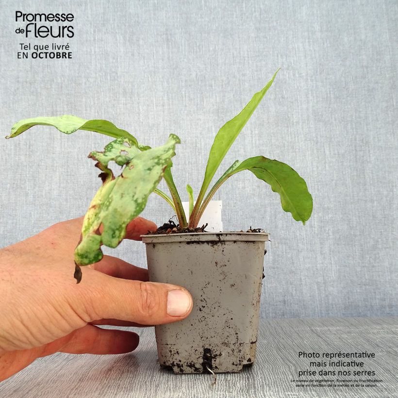 Pulmonaria saccharata Silverado - Lungwort 8/9 cm pot sample as delivered in autumn
