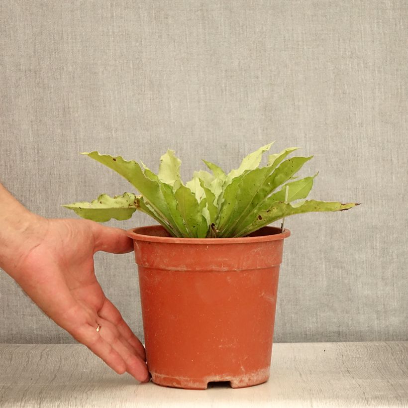 Pulmonaria Samurai - Lungwort 2L/3L pot sample as delivered in summer