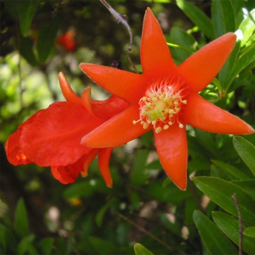 Punica granatum Fina Tendral - Pomegranate (Flowering)