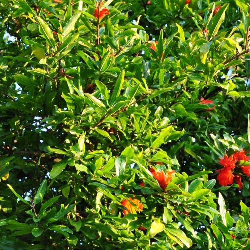 Punica granatum Fina Tendral - Pomegranate (Foliage)