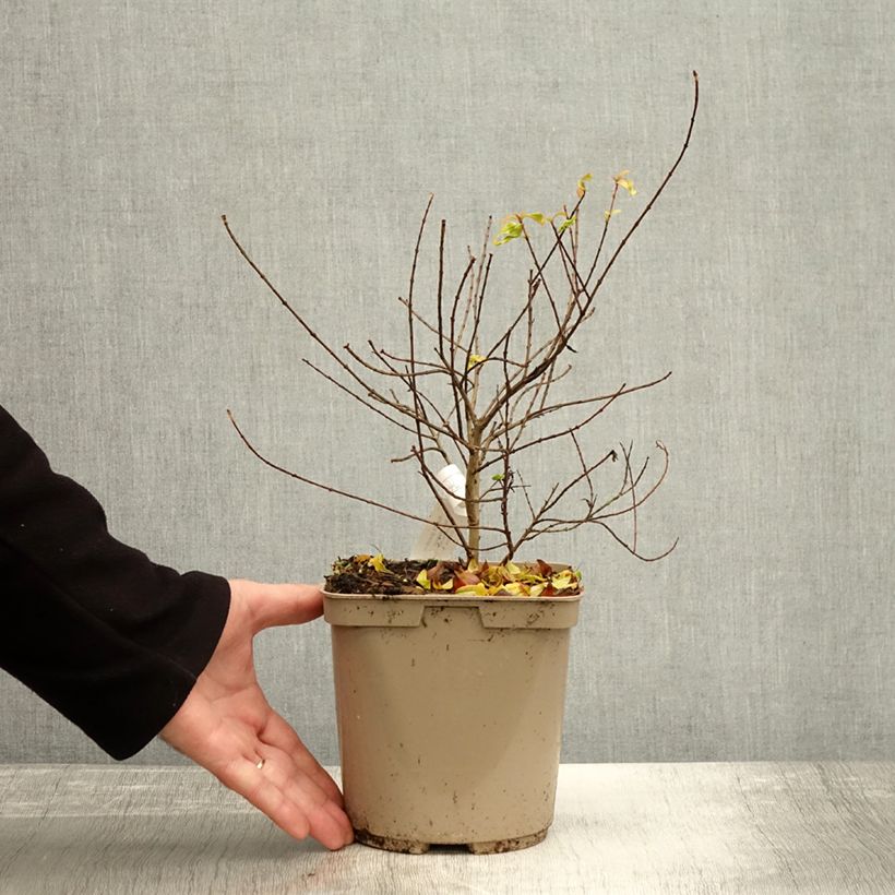 Punica granatum Nana Racemosa - Pomegranate 3L/4L pot sample as delivered in autumn