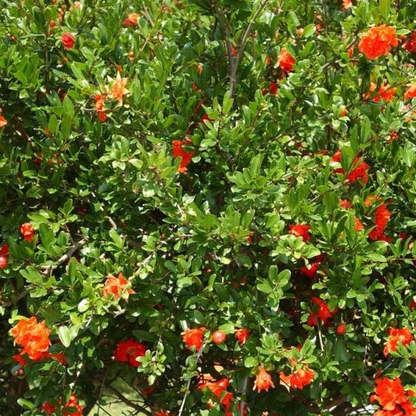 Punica granatum f. plena - pomegranate (Foliage)
