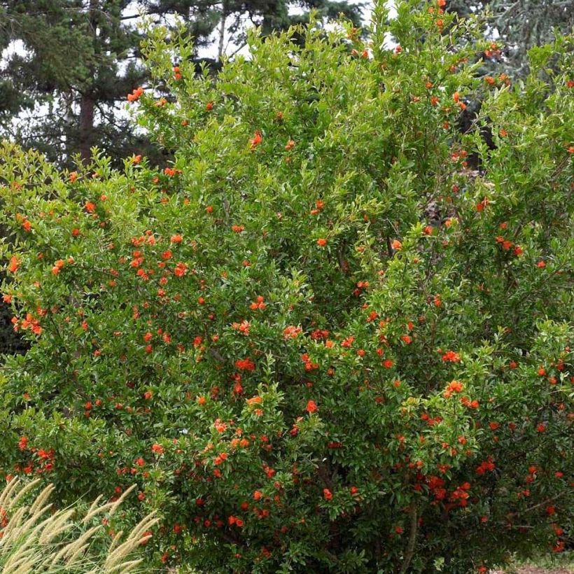 Punica granatum f. plena - pomegranate (Plant habit)