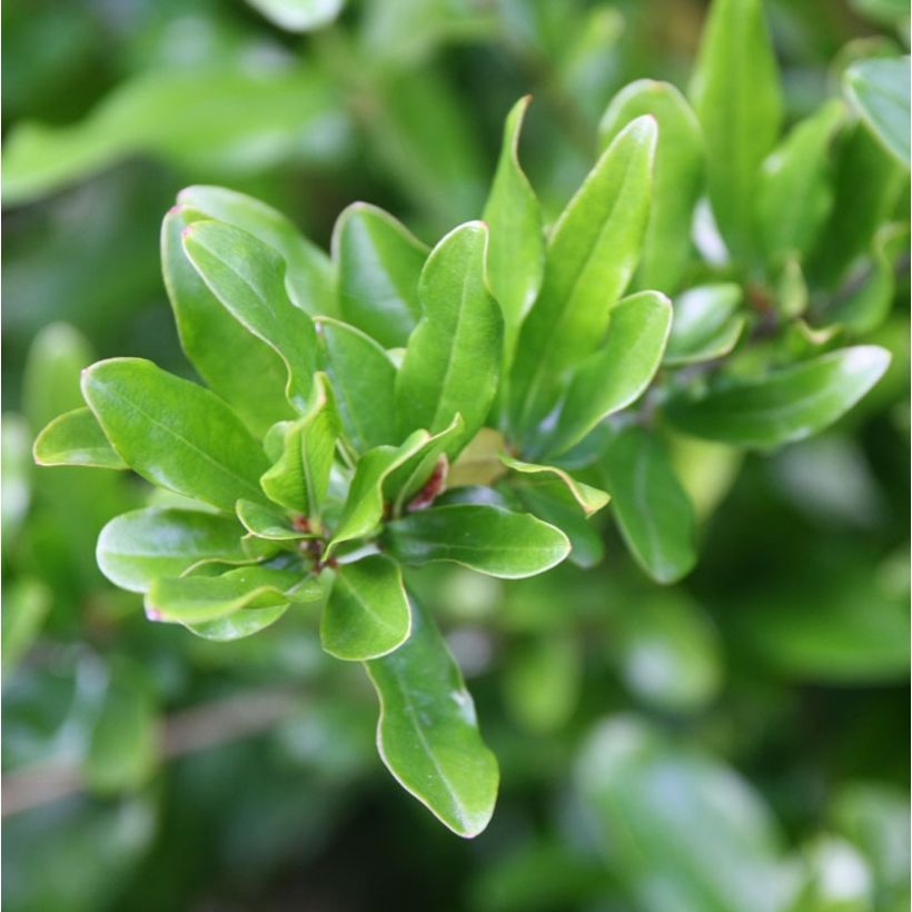 Punica granatum California Sunset - Pomegranate (Foliage)