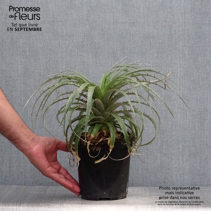 Puya berteroniana 2L/3L pot sample as delivered in autumn