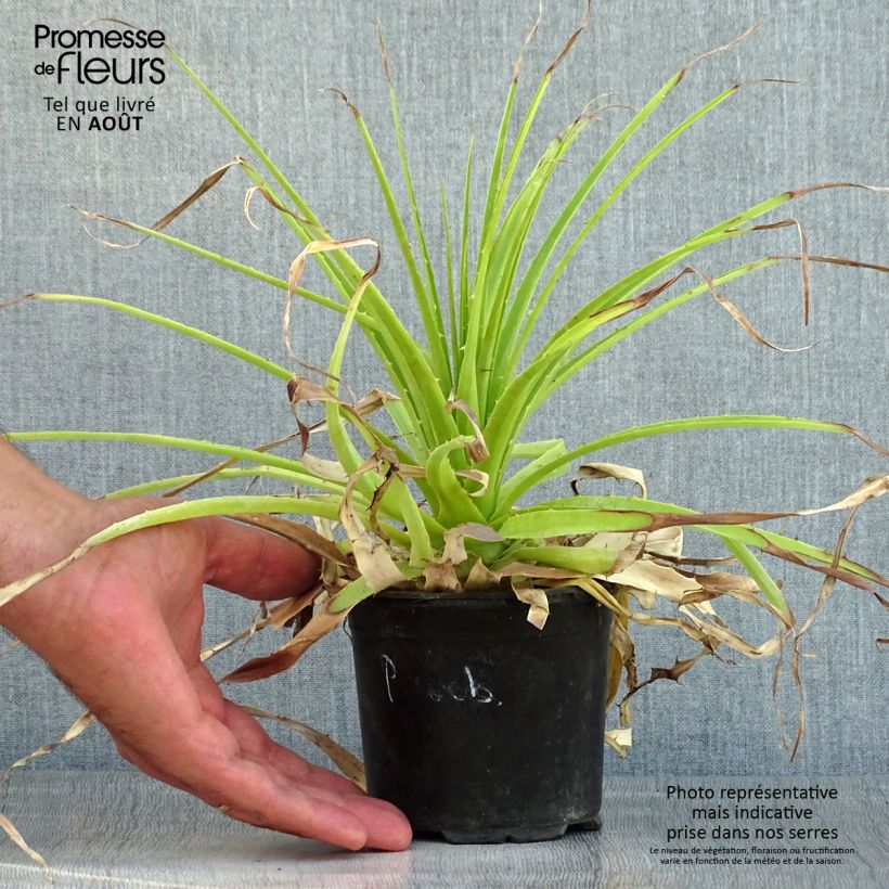 Puya weberbaueri 3L/4L pot sample as delivered in summer