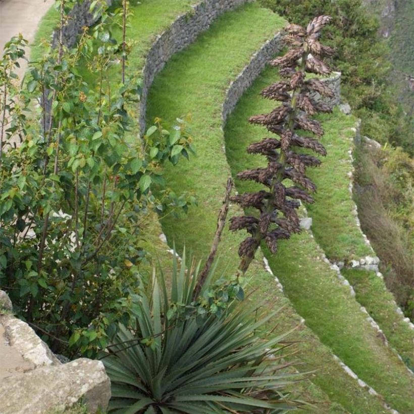 Puya weberbaueri (Flowering)