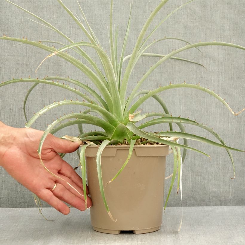 Puya weberiana 3L/4L pot sample as delivered in summer
