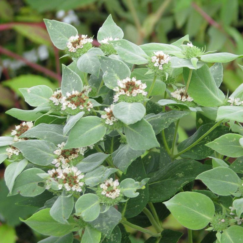 Pycnanthemum muticum - Mountain Mint (Foliage)