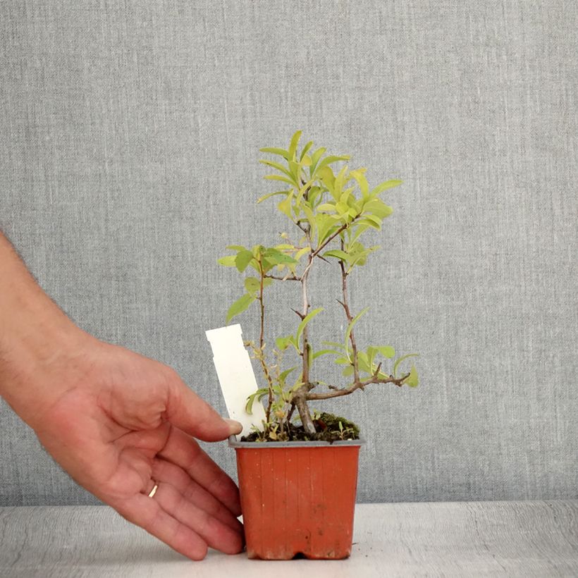 Pyracantha coccinea Sunny Star 8/9 cm pot sample as delivered in summer