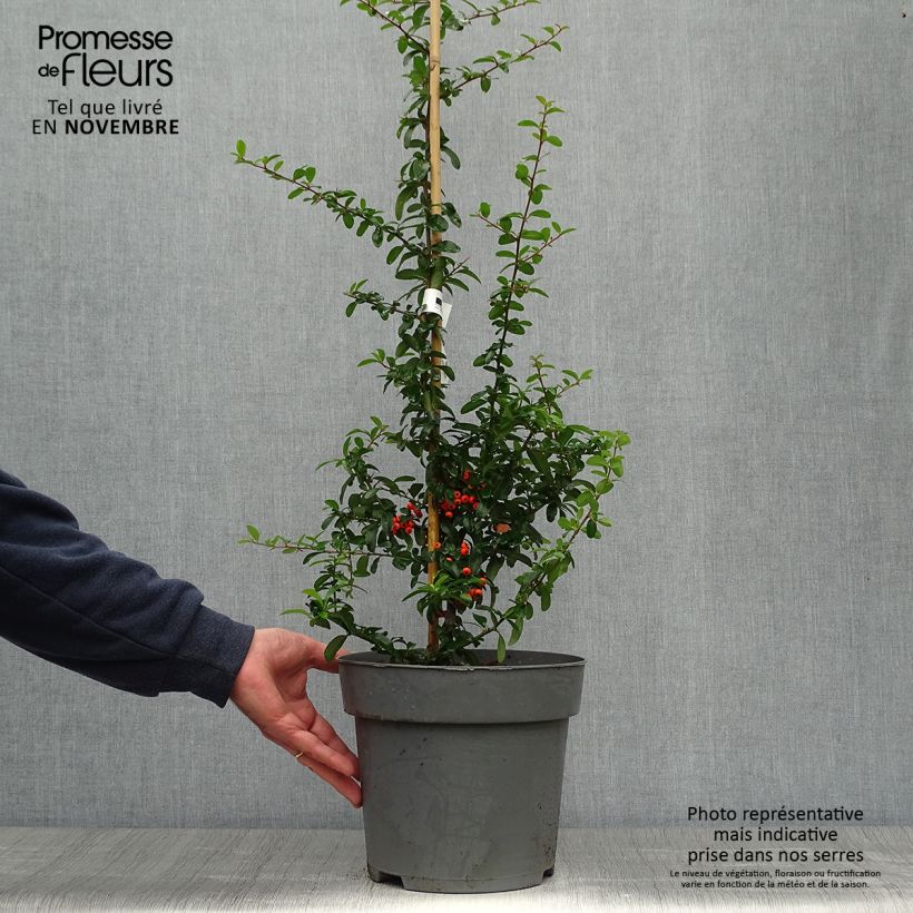 Pyracantha SAPHYR Orange - Scarlet Firethorn 6L/7L pot sample as delivered in autumn
