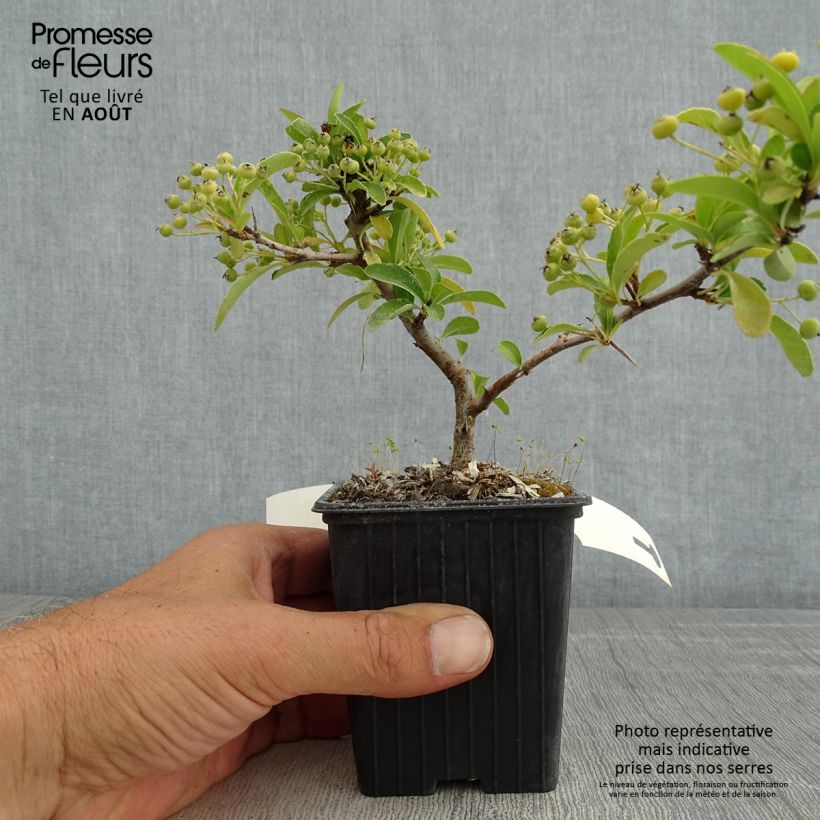 Pyracantha SAPHYR Orange - Scarlet Firethorn 8/9 cm pot sample as delivered in summer