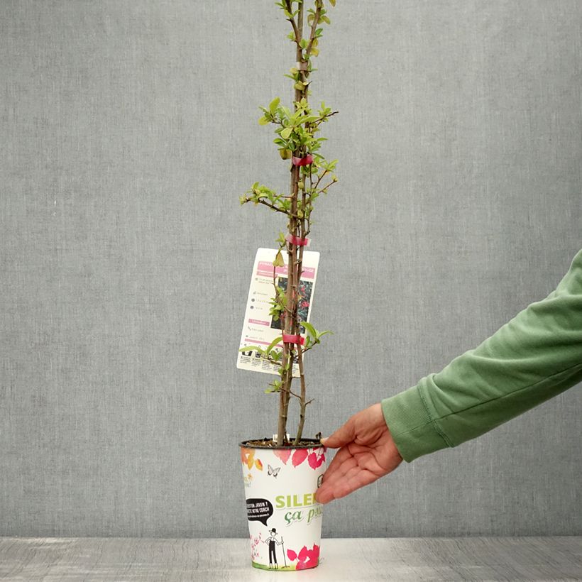 Pyracantha coccinea SAPHYR ROUGE - Scarlet Firethorn 2L/3L pot sample as delivered in summer